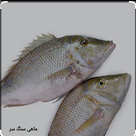 بهترین ماهی سنگ سر صادراتی ایران + قیمت خرید عالی